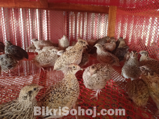 কয়েল পাখি